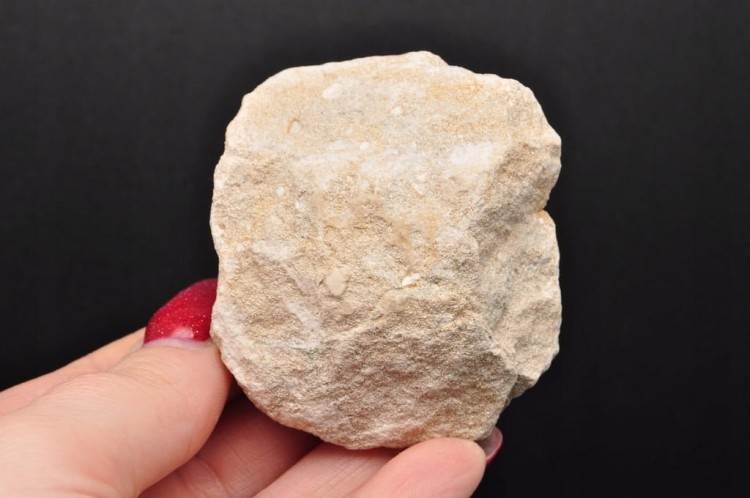 * REKIN ZĄB REKINA W ORYGINALNEJ SKALE EKSTRA JAKOŚĆ NR 2 *