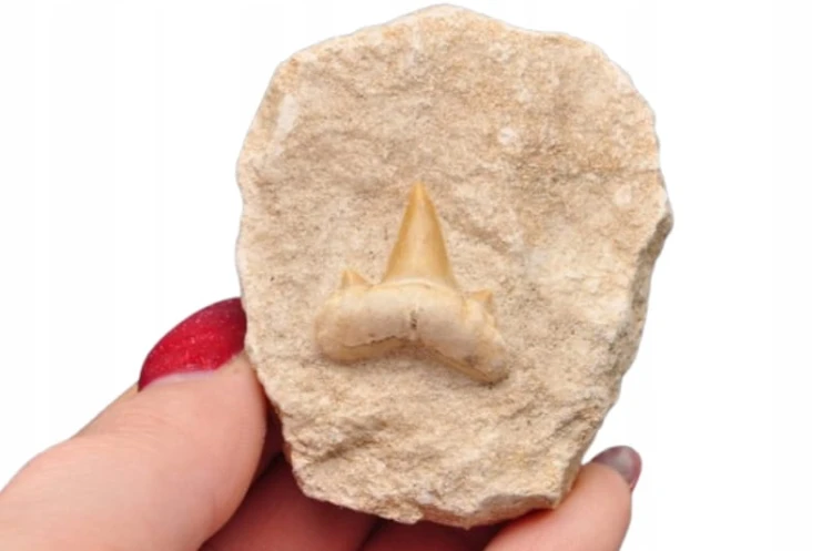 * ZĄB REKINA O CIEMNEJ BARWIE W SKALE EXTRA JAKOŚĆ PRAWDZIWY OKAZ NR 4 *