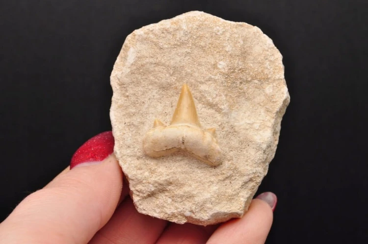 * ZĄB REKINA O CIEMNEJ BARWIE W SKALE EXTRA JAKOŚĆ PRAWDZIWY OKAZ NR 4 *