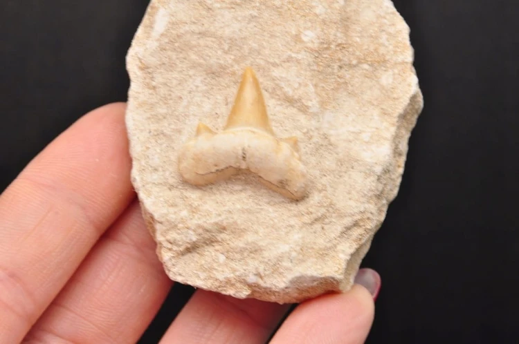 * ZĄB REKINA O CIEMNEJ BARWIE W SKALE EXTRA JAKOŚĆ PRAWDZIWY OKAZ NR 4 *