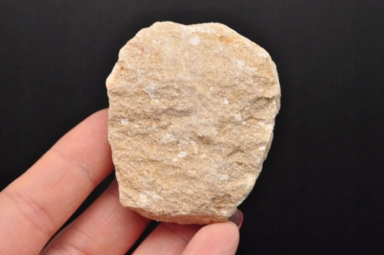 * ZĄB REKINA O CIEMNEJ BARWIE W SKALE EXTRA JAKOŚĆ PRAWDZIWY OKAZ NR 4 *