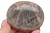 * KAMIEŃ KSIĘŻYCOWY MOONSTONE DOBRA JAKOŚĆ ŚWIETNY POŁYSK MINERAŁ NR GM03 *