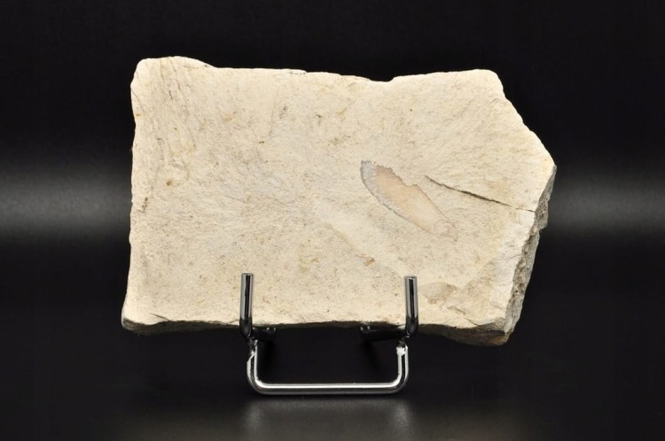 * SKAMIENIAŁE LIŚCIE W DIATOMICIE UNIKAT MAŁY INTERESUJĄCY OKAZ NR 11 *