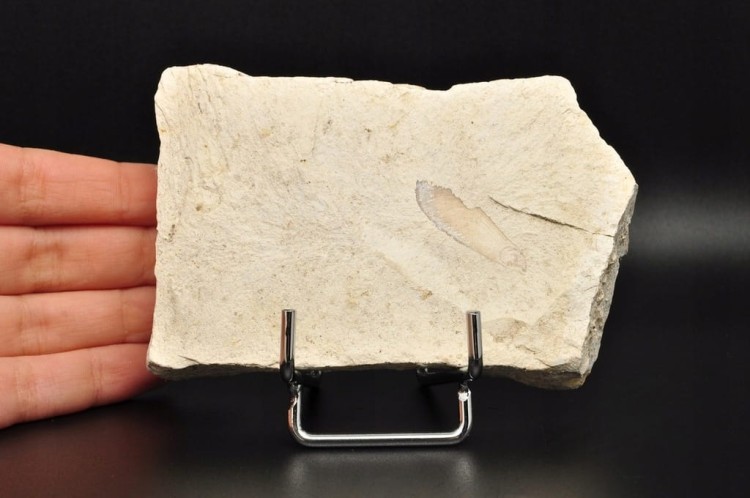 * SKAMIENIAŁE LIŚCIE W DIATOMICIE UNIKAT MAŁY INTERESUJĄCY OKAZ NR 11 *