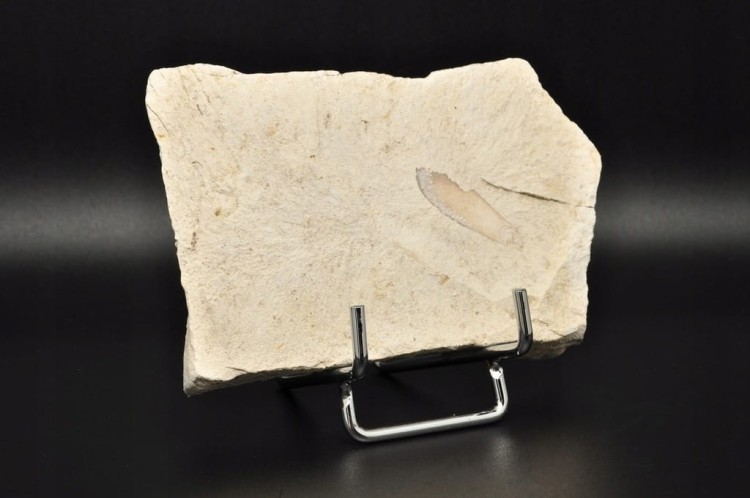 * SKAMIENIAŁE LIŚCIE W DIATOMICIE UNIKAT MAŁY INTERESUJĄCY OKAZ NR 11 *