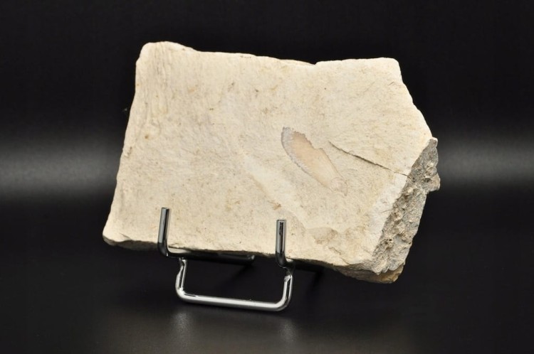 * SKAMIENIAŁE LIŚCIE W DIATOMICIE UNIKAT MAŁY INTERESUJĄCY OKAZ NR 11 *