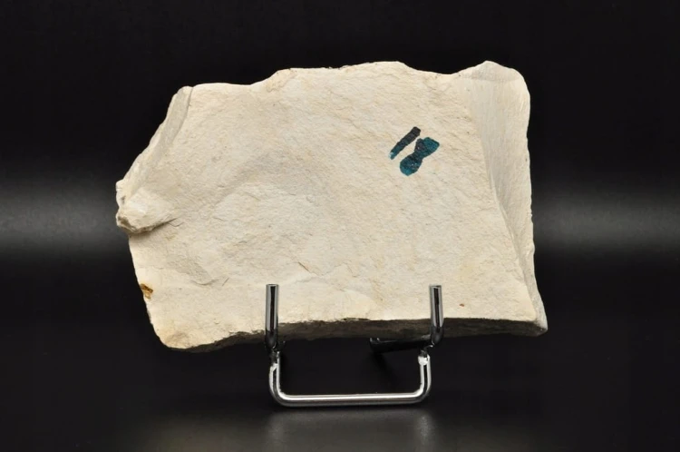 * SKAMIENIAŁE LIŚCIE W DIATOMICIE UNIKAT MAŁY INTERESUJĄCY OKAZ NR 11 *