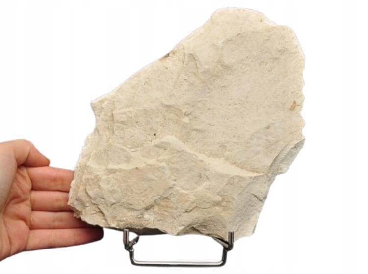 * SKAMIENIAŁE LIŚCIE W DIATOMICIE UNIKA NATURALNY OKAZ JASNA BARWA NR 12 *