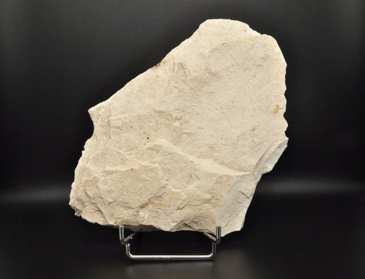 * SKAMIENIAŁE LIŚCIE W DIATOMICIE UNIKA NATURALNY OKAZ JASNA BARWA NR 12 *