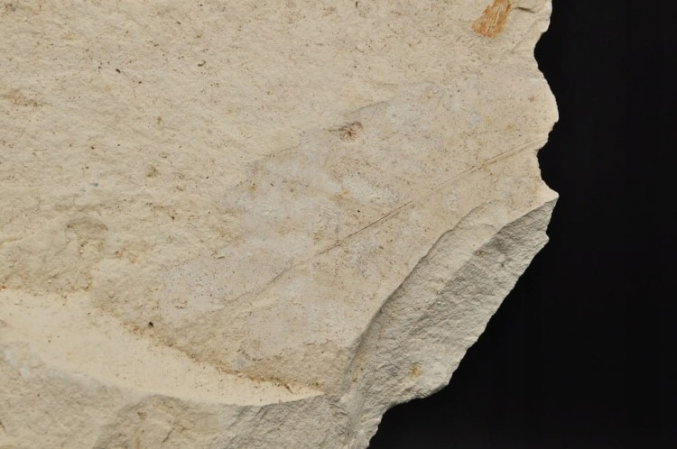 * SKAMIENIAŁE LIŚCIE W DIATOMICIE UNIKA NATURALNY OKAZ JASNA BARWA NR 12 *