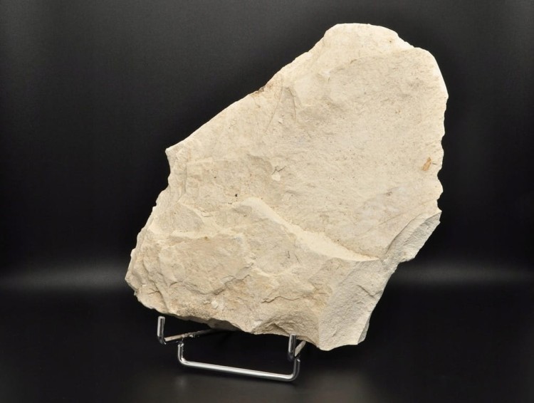 * SKAMIENIAŁE LIŚCIE W DIATOMICIE UNIKA NATURALNY OKAZ JASNA BARWA NR 12 *