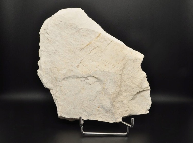 * SKAMIENIAŁE LIŚCIE W DIATOMICIE UNIKA NATURALNY OKAZ JASNA BARWA NR 12 *