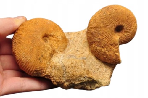 * AMONITY MACROCEPHALITES NA SKALE POLSKA ŚWIETNIE ZACHOWANY OKAZ NR 1 *