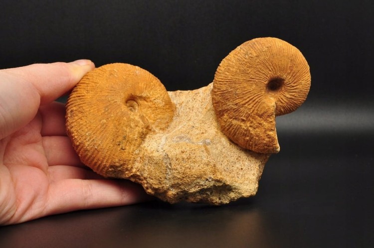 * AMONITY MACROCEPHALITES NA SKALE POLSKA ŚWIETNIE ZACHOWANY OKAZ NR 1 *