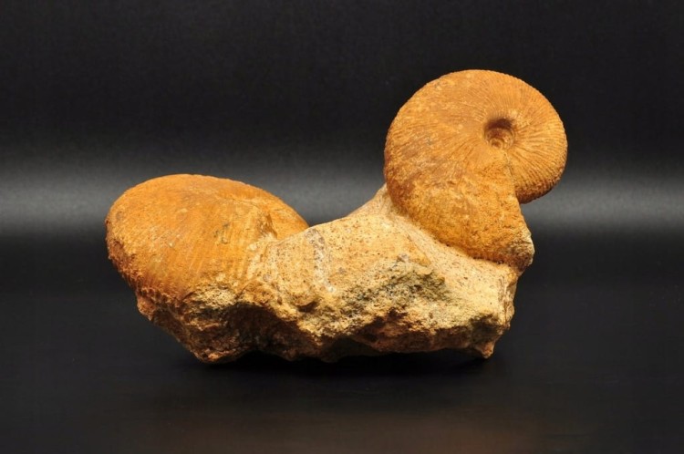 * AMONITY MACROCEPHALITES NA SKALE POLSKA ŚWIETNIE ZACHOWANY OKAZ NR 1 *