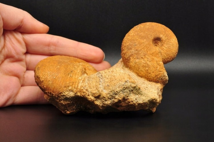 * AMONITY MACROCEPHALITES NA SKALE POLSKA ŚWIETNIE ZACHOWANY OKAZ NR 1 *