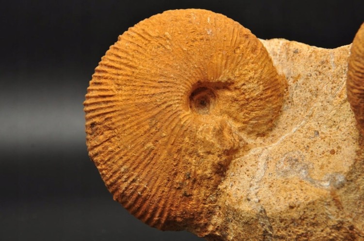 * AMONITY MACROCEPHALITES NA SKALE POLSKA ŚWIETNIE ZACHOWANY OKAZ NR 1 *