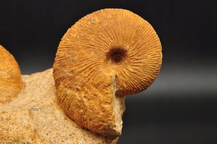 * AMONITY MACROCEPHALITES NA SKALE POLSKA ŚWIETNIE ZACHOWANY OKAZ NR 1 *