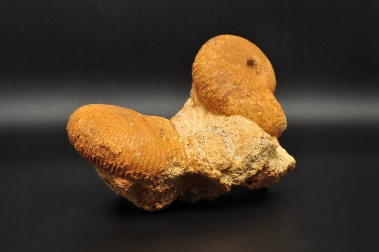 * AMONITY MACROCEPHALITES NA SKALE POLSKA ŚWIETNIE ZACHOWANY OKAZ NR 1 *