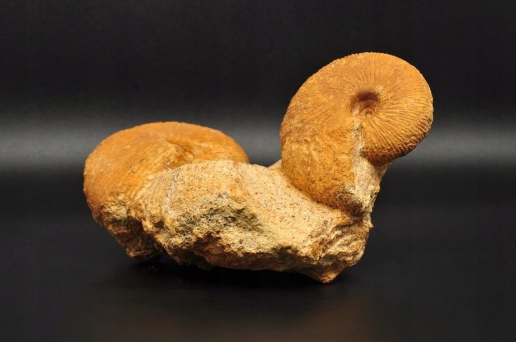 * AMONITY MACROCEPHALITES NA SKALE POLSKA ŚWIETNIE ZACHOWANY OKAZ NR 1 *