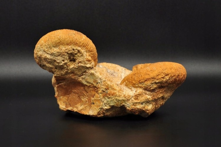 * AMONITY MACROCEPHALITES NA SKALE POLSKA ŚWIETNIE ZACHOWANY OKAZ NR 1 *