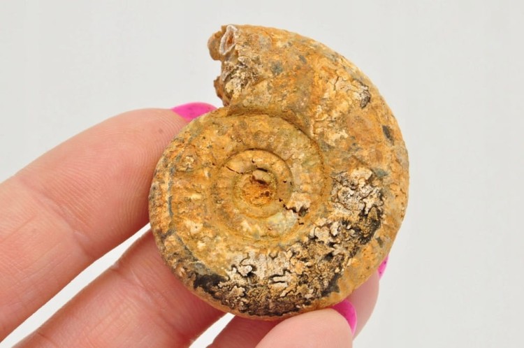 * AMONIT BOLĘCIN POLSKA RZADKOŚĆ DOSKONAŁA SKAMIENIAŁOŚĆ DO KOLEKCJI NR 1 *