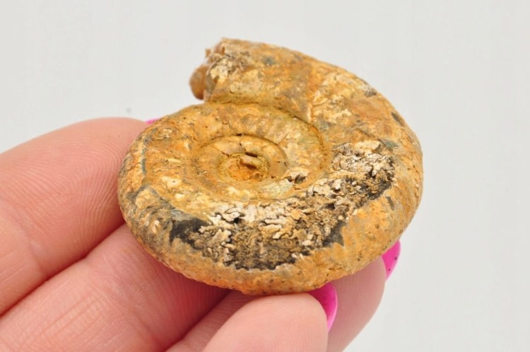 * AMONIT BOLĘCIN POLSKA RZADKOŚĆ DOSKONAŁA SKAMIENIAŁOŚĆ DO KOLEKCJI NR 1 *