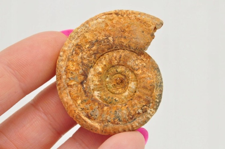 * AMONIT BOLĘCIN POLSKA RZADKOŚĆ DOSKONAŁA SKAMIENIAŁOŚĆ DO KOLEKCJI NR 1 *