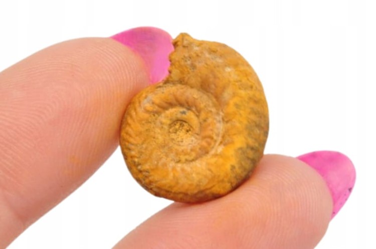 * AMONIT BOLĘCIN POLSKA MAŁA SKAMIELINA DOSKONAŁA JAKO PREZENT NR 10 *