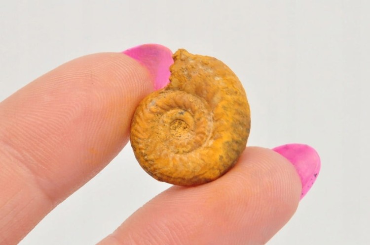 * AMONIT BOLĘCIN POLSKA MAŁA SKAMIELINA DOSKONAŁA JAKO PREZENT NR 10 *