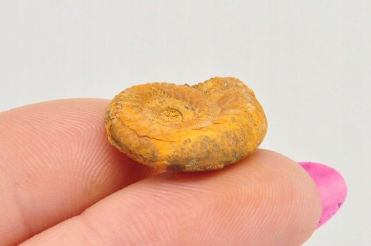 * AMONIT BOLĘCIN POLSKA MAŁA SKAMIELINA DOSKONAŁA JAKO PREZENT NR 10 *