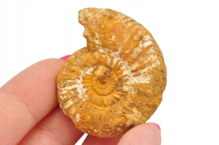 * AMONIT BOLĘCIN POLSKA UNIKATOWA SKAMIELINA CIEKAWA BARWA NR 3 *