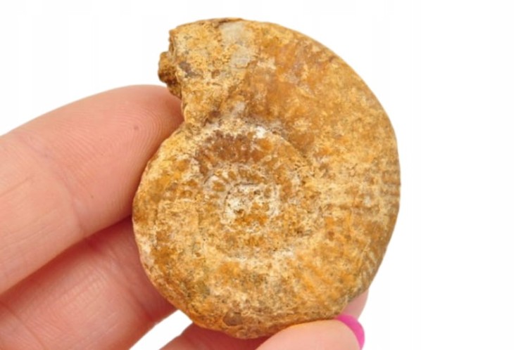 * AMONIT BOLĘCIN POLSKA RZADKOŚĆ UNIKATOWA LOKALIZACJA NR 4 *