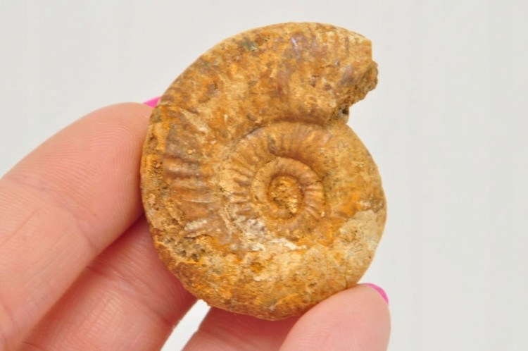 * AMONIT BOLĘCIN POLSKA RZADKOŚĆ UNIKATOWA LOKALIZACJA NR 4 *