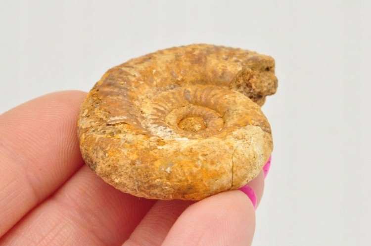 * AMONIT BOLĘCIN POLSKA RZADKOŚĆ UNIKATOWA LOKALIZACJA NR 4 *