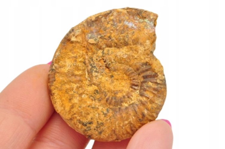 * AMONIT BOLĘCIN POLSKA BARDZO DOBRZE ZACHOWANY OKAZ NR 5 *