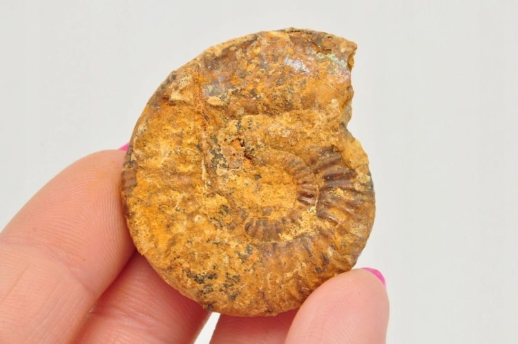 * AMONIT BOLĘCIN POLSKA BARDZO DOBRZE ZACHOWANY OKAZ NR 5 *