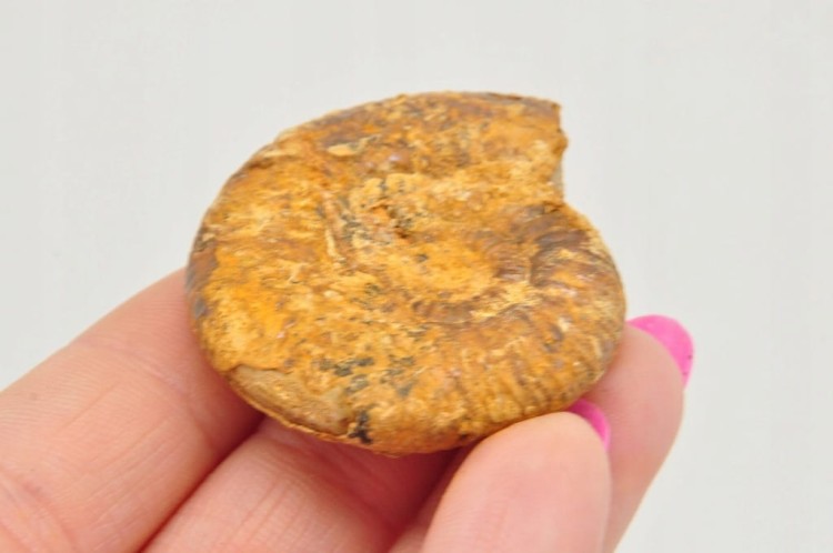 * AMONIT BOLĘCIN POLSKA BARDZO DOBRZE ZACHOWANY OKAZ NR 5 *