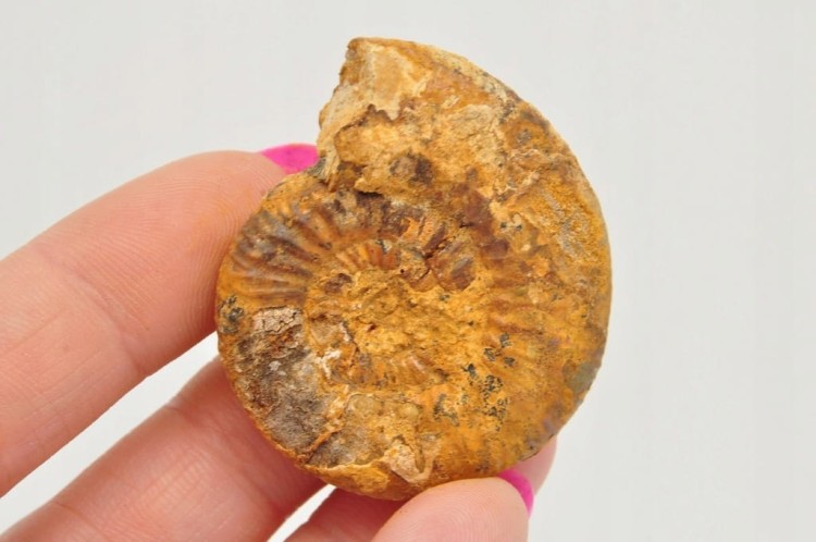 * AMONIT BOLĘCIN POLSKA BARDZO DOBRZE ZACHOWANY OKAZ NR 5 *