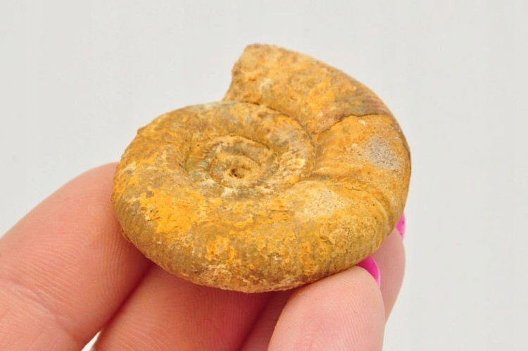 * AMONIT BOLĘCIN POLSKA RZADKA SKAMIELINA DLA KOLEKCJONERA NR 7 *