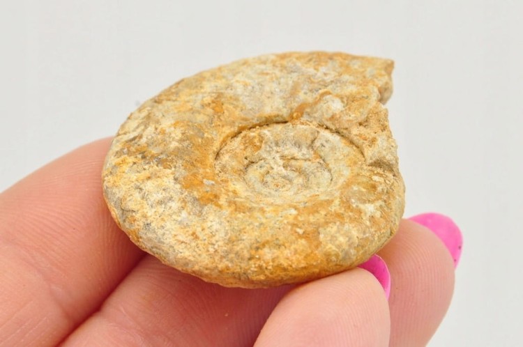 * AMONIT BOLĘCIN POLSKA SUROWY OKAZ PIĘKNY JASNY KOLOR NR 8 *