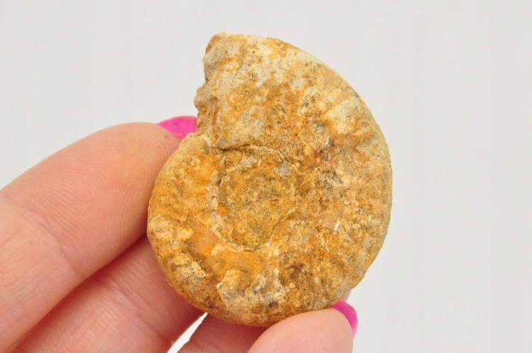 * AMONIT BOLĘCIN POLSKA SUROWY OKAZ PIĘKNY JASNY KOLOR NR 8 *