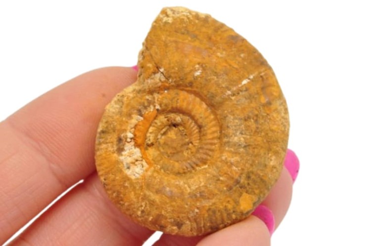 * AMONIT BOLĘCIN POLSKA RZADKA LOKALIZACJA CIEKAWY PRZEKRÓJ NR 9 *