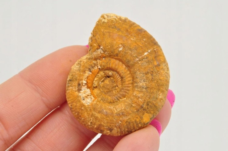 * AMONIT BOLĘCIN POLSKA RZADKA LOKALIZACJA CIEKAWY PRZEKRÓJ NR 9 *