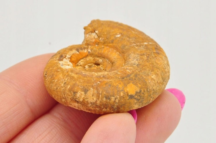 * AMONIT BOLĘCIN POLSKA RZADKA LOKALIZACJA CIEKAWY PRZEKRÓJ NR 9 *