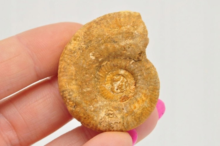 * AMONIT BOLĘCIN POLSKA RZADKA LOKALIZACJA CIEKAWY PRZEKRÓJ NR 9 *