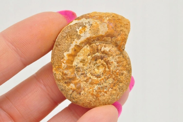 * AMONIT BOLĘCIN POLSKA UNIKATOWA SKAMIENIAŁOŚĆ Z PIĘKNYM WZOREM NR 10 *