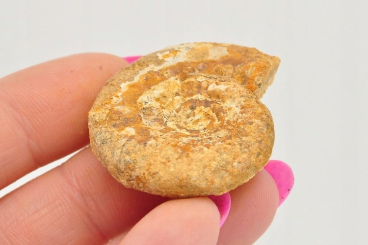 * AMONIT BOLĘCIN POLSKA UNIKATOWA SKAMIENIAŁOŚĆ Z PIĘKNYM WZOREM NR 10 *