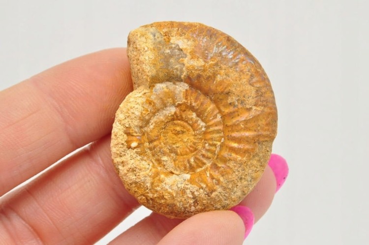 * AMONIT BOLĘCIN POLSKA UNIKATOWA SKAMIENIAŁOŚĆ Z PIĘKNYM WZOREM NR 10 *