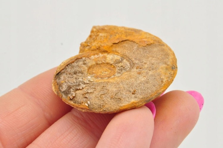 * AMONIT BOLĘCIN POLSKA BARDZO DOBRA JAKOŚĆ OKAZ DO KOLEKCJI UNIKAT NR 11 *